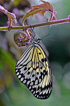 Tree Nymph butterfly (Idea leuconoe) captive in butterfly house, native to South East Asia