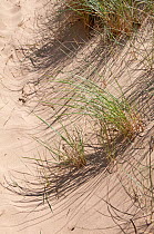 Marram Grass (Ammophila arenaria) on sand dunes The Gower, Wales, July