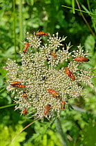 Black-Tipped Soldier Beetle (Rhagonycha fulva) group with some mating, on Cow Parsley (Anthriscus sylvestris) The Gower, Wales, July