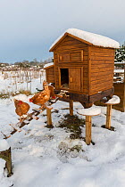 Domestic chickens outside snow covered coop on allotment, showing rat protection discs, England, January