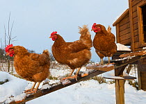 Domestic chickens outside snow covered coop on allotment, England, January