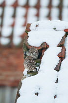 Little Owl (Athene noctua) pair of adults on roof of snow covered derelict barn, Norfolk, England, January
