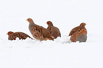 English partridge (Perdix perdix) group of five birds on snow covered field, Norfolk, England, January