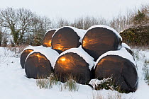 Haylage bales wrapped in black plastic, with a covering of snow, Norfolk, England, January