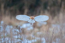 Barn owl (Tyto alba) hovering in snowy field, Wells-next- the- sea, North Norfolk, England