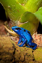 Blue Poison Dart Frog (Dendrobates azureus / tinctorius) captive from South America