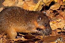 Australian Water-rat or Rakali (Hydromys chrysogaster) Australia, November