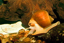 Apple Snail (Pomacea sp) feeding under water captive, from the Americas