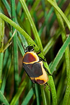 Sun Beetle (Pachnoda marginata peregrina) captive from West and Central Africa
