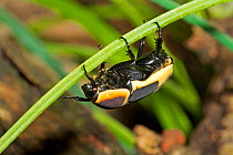 Sun Beetle (Pachnoda marginata peregrina) captive from West and Central Africa