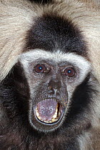 Female Pileated Gibbon (Hylobates pileatus) with mouth open, captive from Cambodia and Thailand, Endangered species.