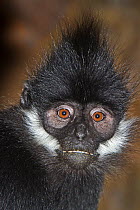 Francois' Langur (Trachypithecus francoisi) captive from Southern China and NE Vietnam. Endangered species.