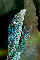 Blue Tree Monitor (Varanus macraei) captive from Batanta Island, Indonesia. Blue form discovered in 2001