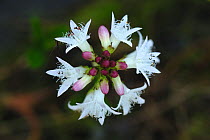 Close up of bogbean (Menyanthes trifoliata) flower. Dorset, UK May