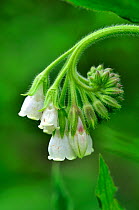Common comfrey (Symphytum officinale) flower. Wiltshire, UK May