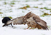 Carrion Crow (Corvus corone) tweaking the wing of a Buzzard (Buteo buteo) to try to get it to move off the food, Dransfeld, Hannover, Germany, January
