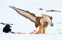 Buzzard (Buteo buteo) mantling carcass to prevent a Carrion Crow (Corvus corone) from feeding on it Dransfeld, Hannover, Germany, January