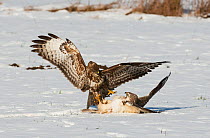 Two Buzzards (Buteo buteo) one in pale phase (right) and another dark phase (left) fighting over food in snow, Dransfeld, Hannover, Germany, January