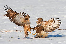 Two Buzzards (Buteo buteo)  fighting over food in snow, Dransfeld, Hannover, Germany, January
