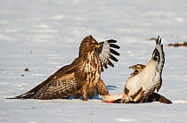 Two Buzzards (Buteo buteo) one in pale phase (right) and another dark phase (left) fighting over food in snow, Dransfeld, Hannover, Germany, January