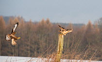 Dark phase Buzzard (Buteo buteo) agressively flying at another Buzzard to intimidate it off its perch, Dransfeld, Hannover, Germany, January