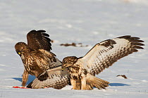 Buzzard (Buteo buteo) mantling a carcass to try to prevent another getting to it, Dransfeld, Hannover, Germany, January