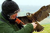Peregrine falcon (Falco peregrinus) sub-adult male with trainer being prepared for flight,  Somerset UK, January 2013. Model released.
