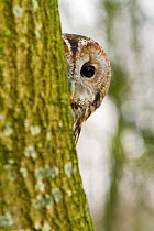 Tawny Owl (Strix aluco) adult female hiding behind tree trunk, trained bird, Somerset, UK, January