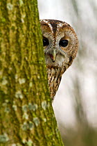 Tawny Owl (Strix aluco) adult female hiding behind tree trunk, trained bird, Somerset, UK, January