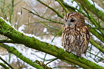 Tawny Owl (Strix aluco) adult female perched in snowy tree, trained bird, Somerset, UK, January