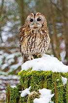 Tawny Owl (Strix aluco) adult female perched in snowy tree stump, trained bird, Somerset, UK, January