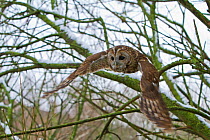 Tawny Owl (Strix aluco) adult female, taking off from branch in snowy woodland, trained bird,  Somerset, UK, January