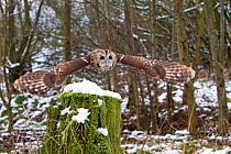 Tawny Owl (Strix aluco) adult female flying in snowy woodland, trained bird, Somerset, UK, January