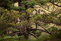 Young Yunnan snub-nosed monkeys (Rhinopithecus bieti) in tree, Mangkang, Tibet, China, May