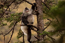 Yunnan snub-nosed monkey (Rhinopithecus bieti) climbing tree, Mangkang, Tibet, China, May