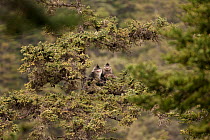 Yunnan snub-nosed monkeys (Rhinopithecus bieti) in tree, Mangkang, Tibet, China, May