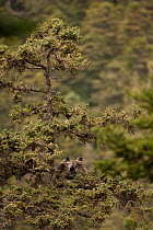Yunnan snub-nosed monkeys (Rhinopithecus bieti) in tree, Mangkang, Tibet, China, May
