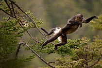 Yunnan snub-nosed monkey (Rhinopithecus bieti) leaping from tree to tree, Mangkang, Tibet, China, May