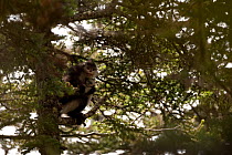 Yunnan snub-nosed monkey (Rhinopithecus bieti) climbing tree with baby, Mangkang, Tibet, China, May
