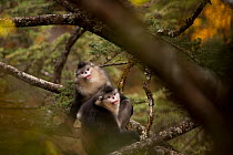 Yunnan snub-nosed monkeys (Rhinopithecus bieti) in tree, Baima Snow Mountain, Yunnan, China, November