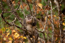 Yunnan snub-nosed monkey (Rhinopithecus bieti) in tree, Baima Snow Mountain, Yunnan, China, November