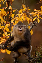 Yunnan snub-nosed monkey (Rhinopithecus bieti) sitting in tree in autumn, Baima Snow Mountain, Yunnan, China, November