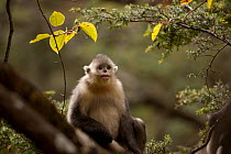 Yunnan snub-nosed monkey (Rhinopithecus bieti) Baima Snow Mountain, Yunnan, China, November