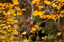 Yunnan snub-nosed monkey (Rhinopithecus bieti) in trees in autumn, Baima Snow Mountain, Yunnan, China, November