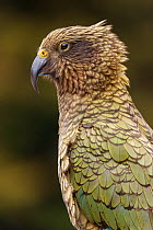 Kea (Nestor notabilis) portrait. The yellow at the top of the beak indicates that this is a jurvnile bird. Arthur's Pass National Park, South Island, New Zealand, December.