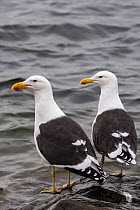 Southern Black-backed Gulls (Larus dominicanus) perched on rock, Kapiti Island, Wellington, North Island, New Zealand, August.