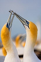 RF- Australasian Gannets (Morus serrator) in courtship display at nest site. Black Reef Gannet Colony, Cape Kidnappers, Hawke's Bay, North Island, New Zealand, October. (This image may be licensed eit...