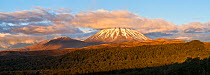 Mount Ngauruhoe (height 2287m), with its distinctive volcanic cone in the late evening Tongariro National Park, Taupo District, Waikato Region, North Island, New Zealand. November 2006