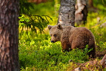 European Brown Bear (Ursus arctos arctos) cub in forest. Kajaani, Finland. June.