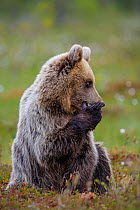 A young watchful European Brown Bear (Ursus arctos arctos), sitting in a swampy clearing. Kajaani, Finland, June.